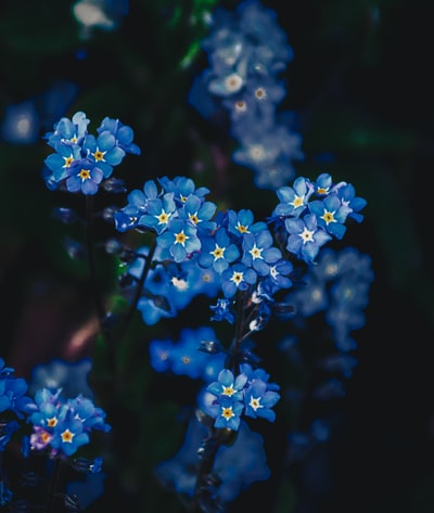 蓝色的花儿在透镜倾斜转变
